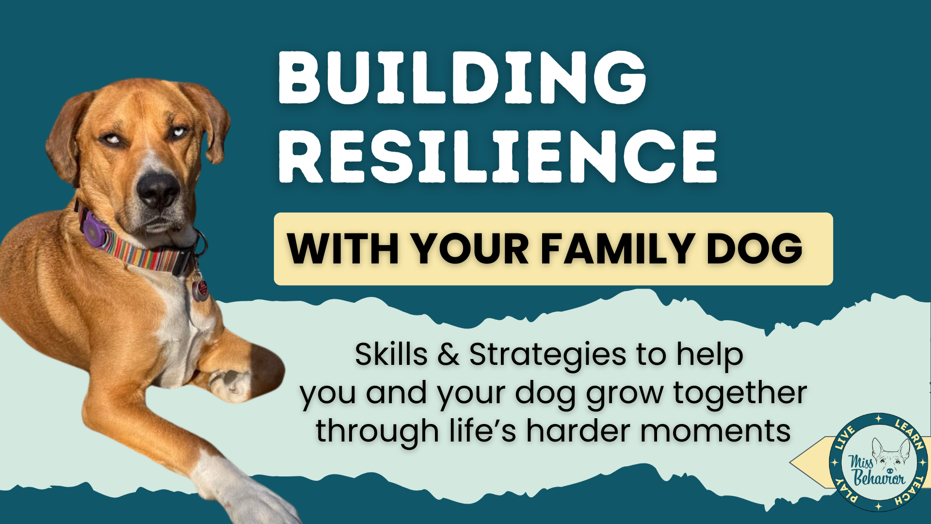 Building Resilience With Your Family Dog